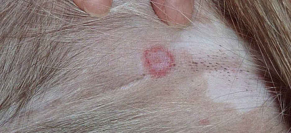 what does ringworm on a dogs belly look like