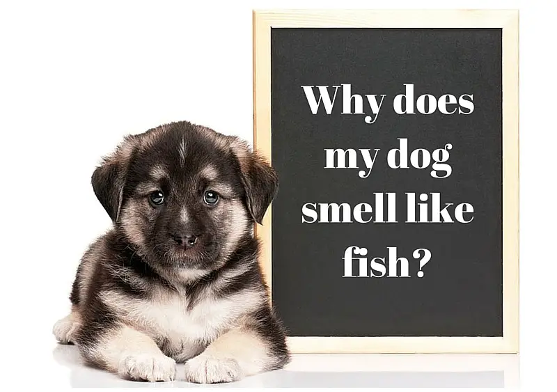 Why Does My Dog Smell Like Fish And How Do I Stop It?
