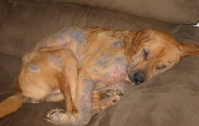 Fundraiser by Korbin Parada : Help "Harry" the dog with mange