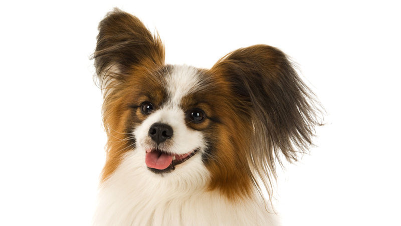 Papillion Small Dog