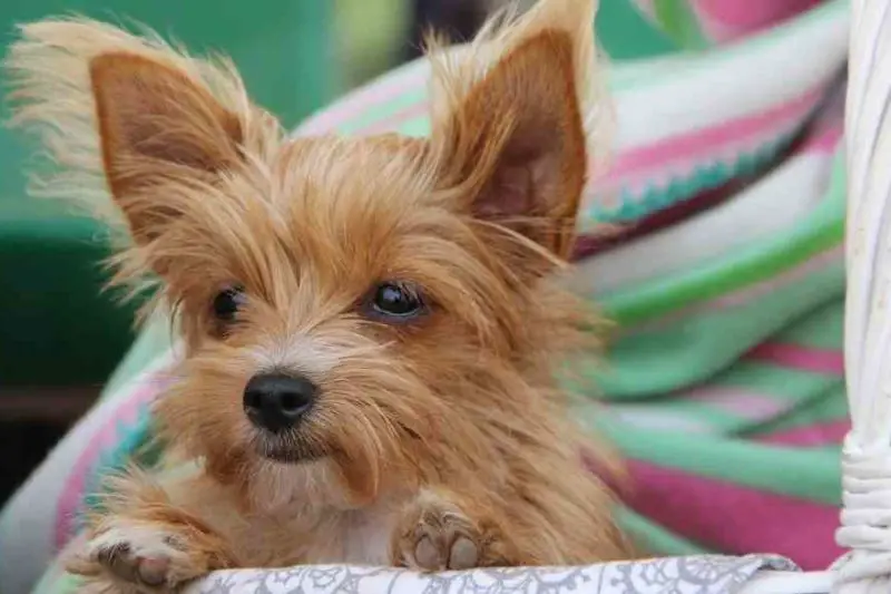 10 cute small dog breeds