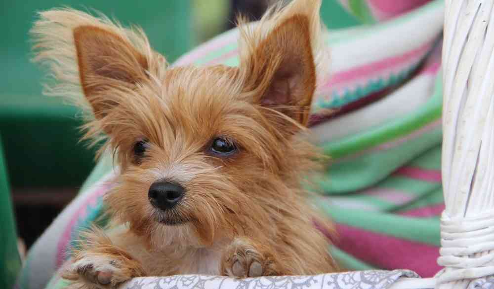 Cute Small Dog Breeds