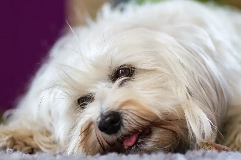 Havanese