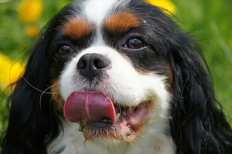 A cute Cavalier King Charles Spaniel