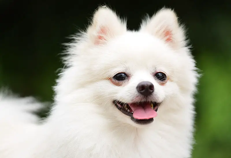 what are some small fluffy dog breeds