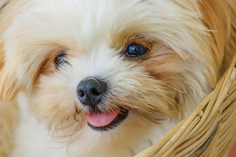 A cute little Shih Tzu dog