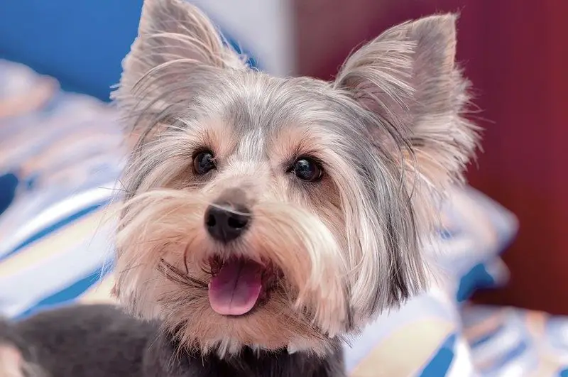 A cute little Yorkshire Terrier dog