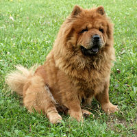 small chow looking dog