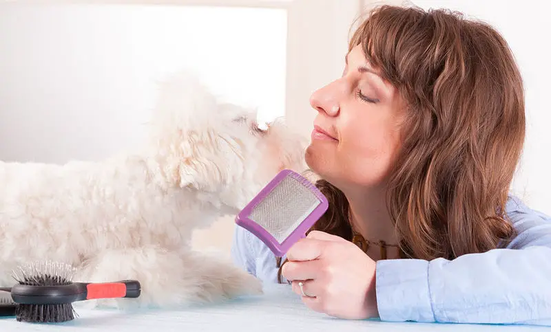 A guide on how to groom your dog like a professional.