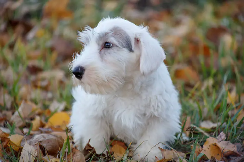 A cute little Sealyham Terrier dog.