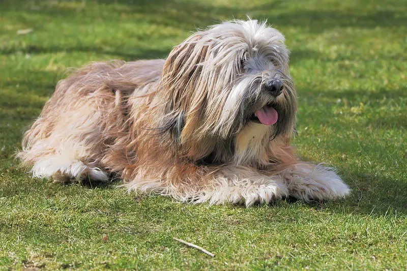 A gorgeous Tibetan Terrier dog