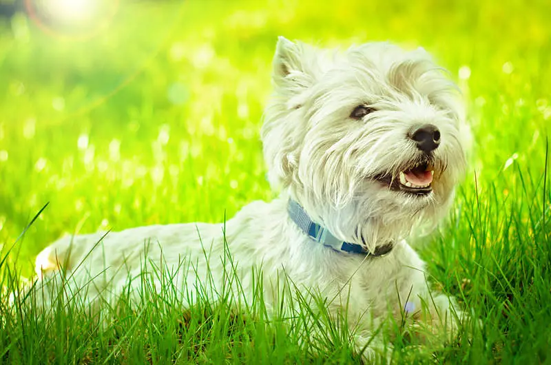 A cute little West Highland Terrier dog