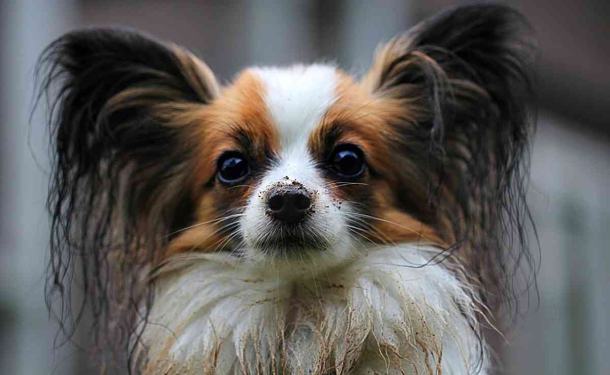 fluffy dog with big ears