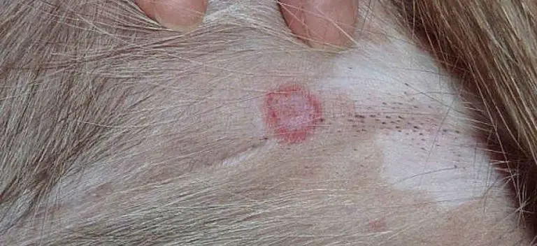 ringworm-in-dogs-what-is-it-and-how-is-it-treated