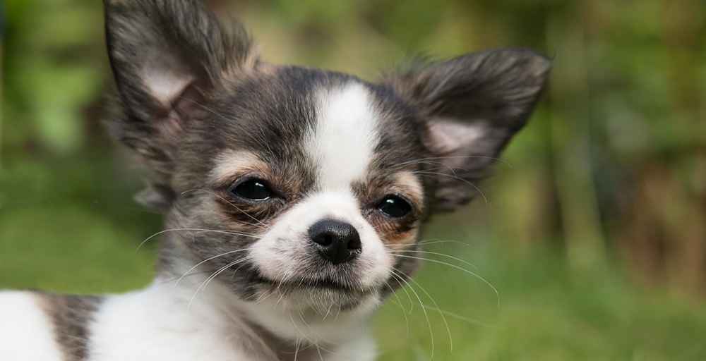 When it comes to small dog names, try to choose one that suits your dog and they respond well to. These tips and lists of names will help.