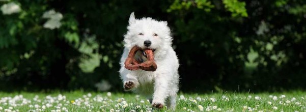 Small Dog Toys