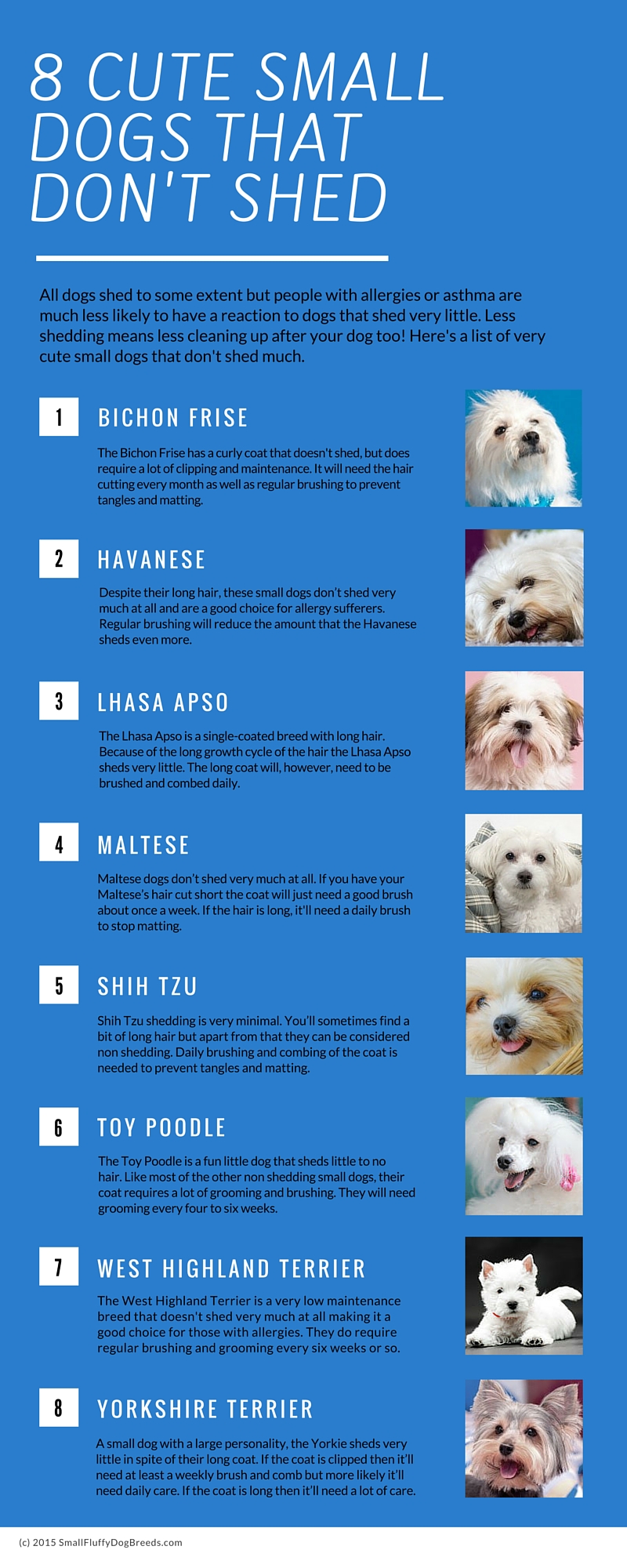 Top 10 Family Dogs That Dont Shed at Tracy Davis blog