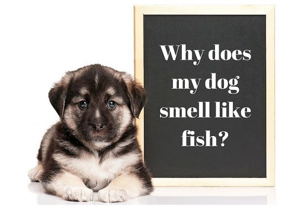 why-does-my-dog-smell-like-fish-small-fluffy-dog-breeds