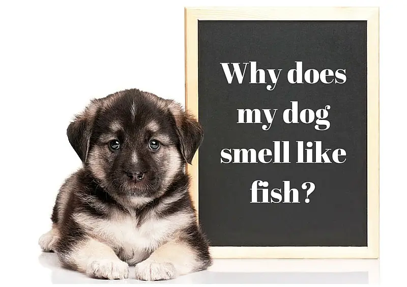 Why Does My Dog Smell Like Fish And How Do I Stop It