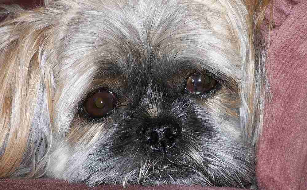 Why Does My Dog Smell Like Fish