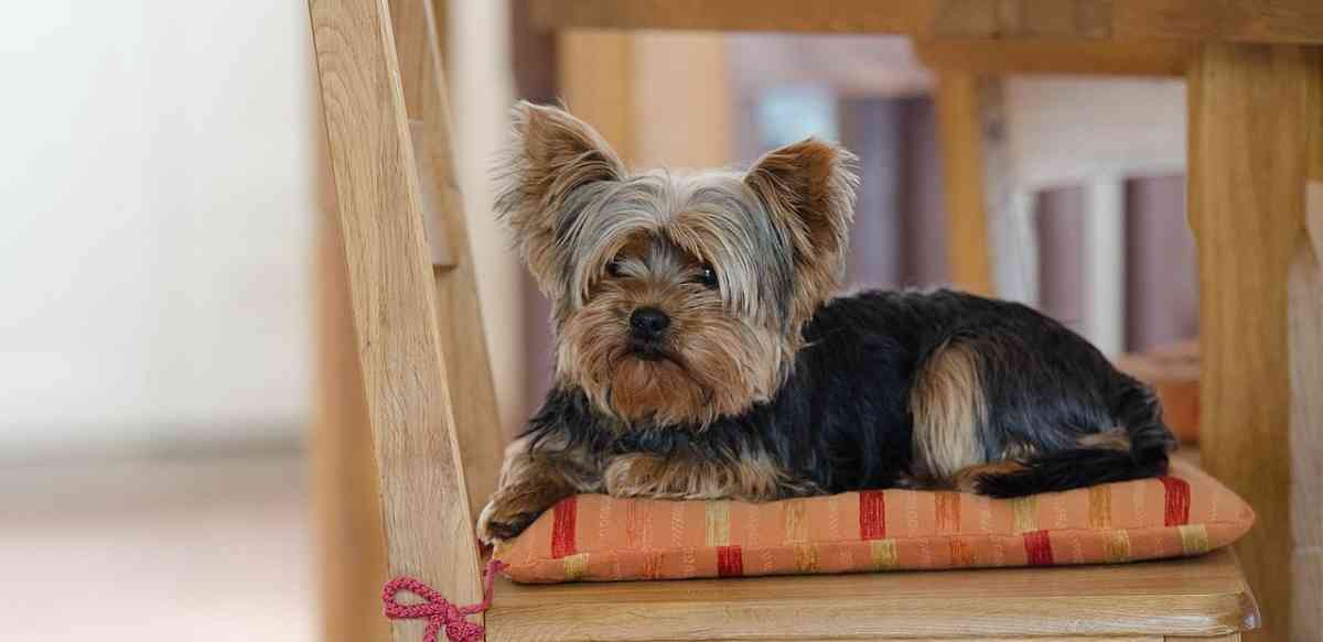 Yorkie Personality