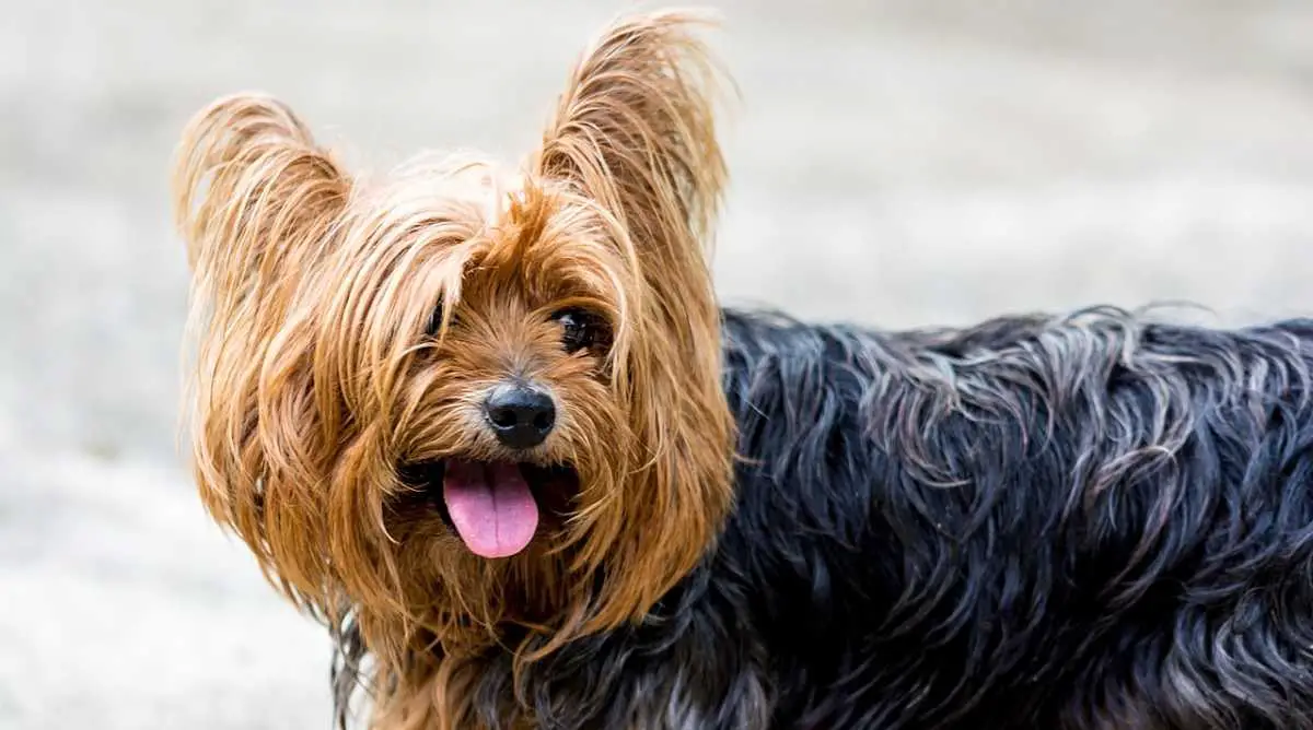 Picture of a beautiful little Yorkie (Yorkshire Terrier)