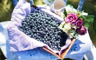 Can Dogs Eat Blueberries?