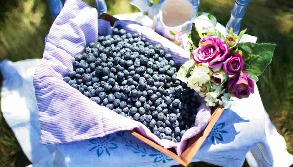 Can Dogs Eat Blueberries?