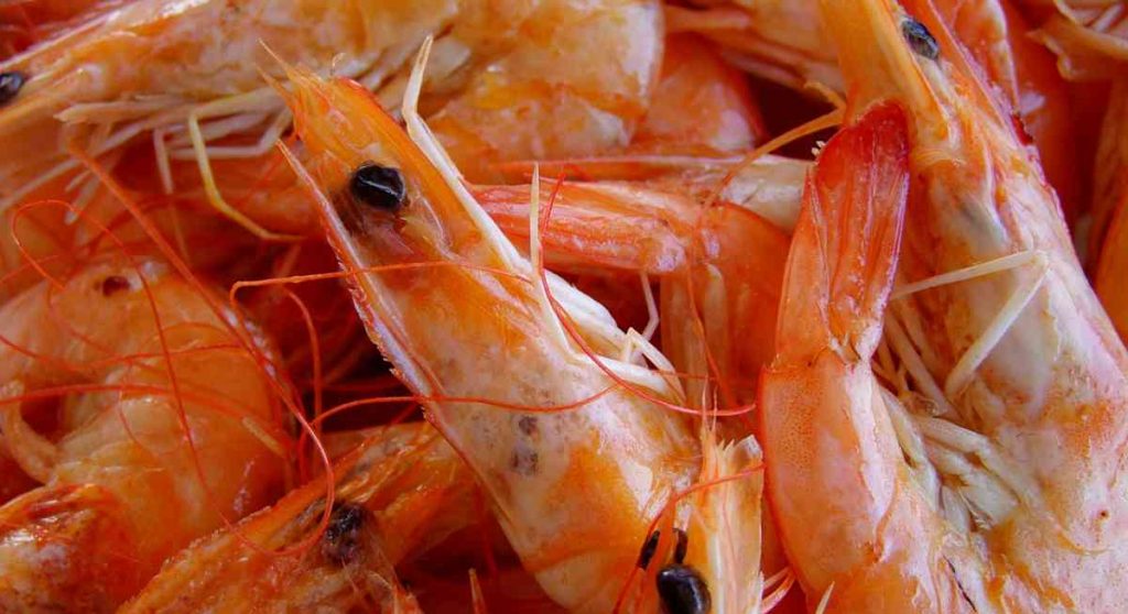 Can Dogs Eat Shrimp?