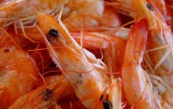 Can Dogs Eat Shrimp?