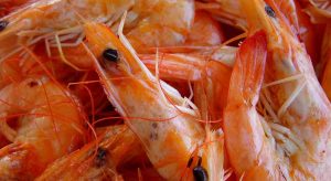 Can Dogs Eat Shrimp?