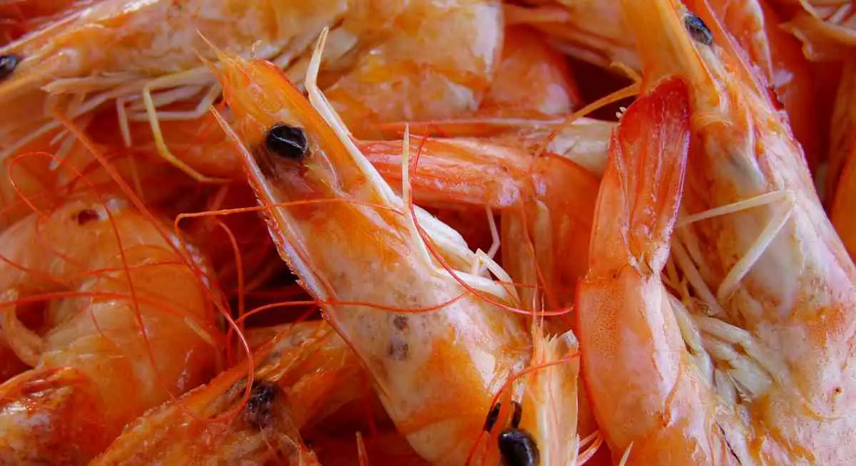 Can dogs eat shrimp safely and is it a good idea to feed it to them? Learn the pros and cons of letting your dog eat shrimp.