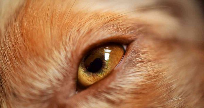 A Guide To Dog Eye Infection Treatment Causes And Prevention