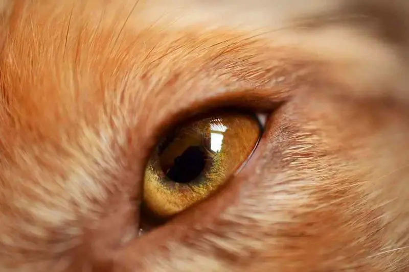 Dog eye infection treatment and causes