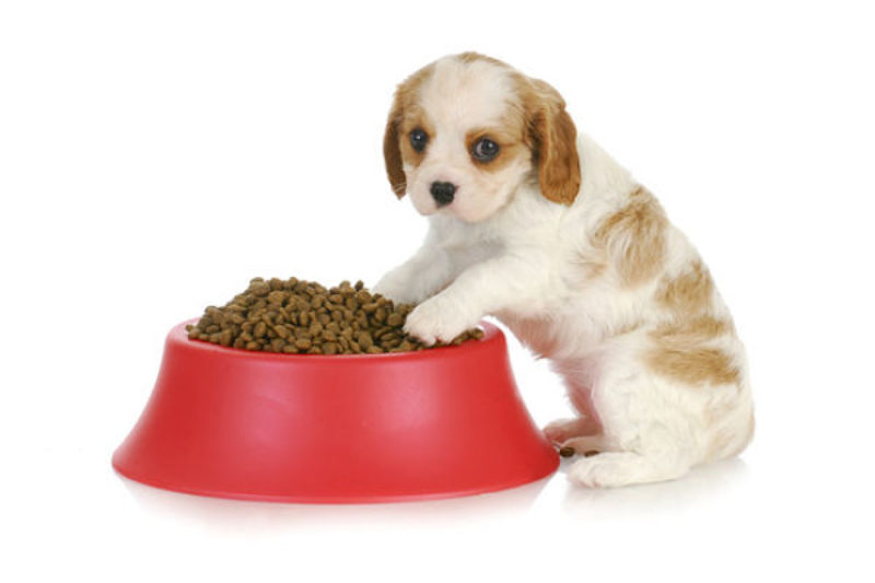 Weaning puppies – how and when to wean puppies