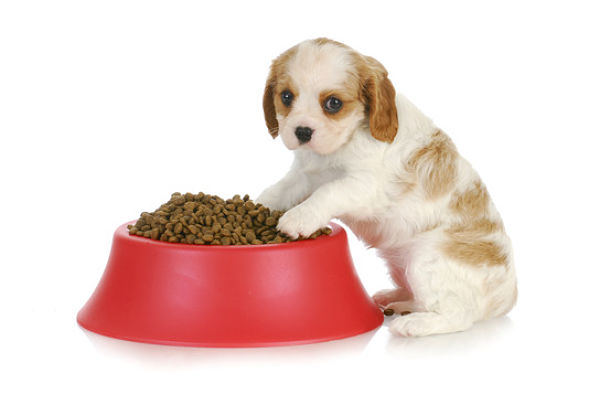 Weaning puppies is the process of switching puppies from their mothers' milk to solid food. Learn how and when to wean puppies.