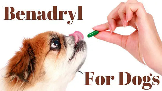 Featured image for a page answering the question: Is Benadryl for dogs safe?