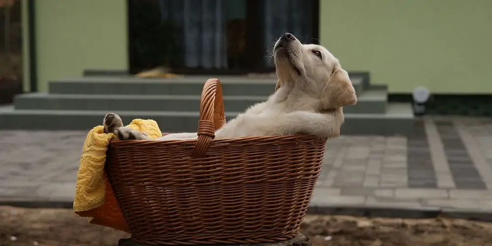 A dog in a basket