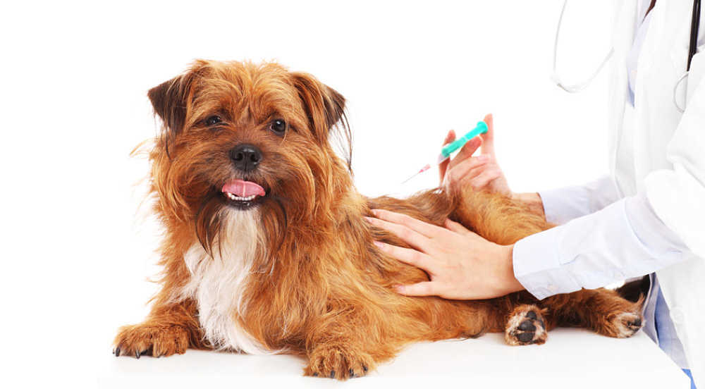 A guide to cortisone shots for dogs