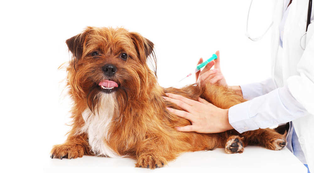 cortisone-for-dogs-a-quick-guide-small-fluffy-dog-breeds