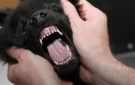 Dog Dental Care