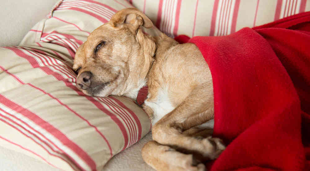 What Is Kennel Cough And What Causes It