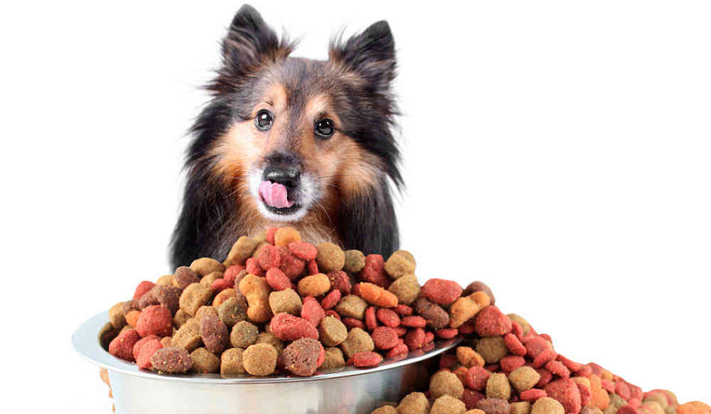 Feeding Stations With Elevated Dog Bowls