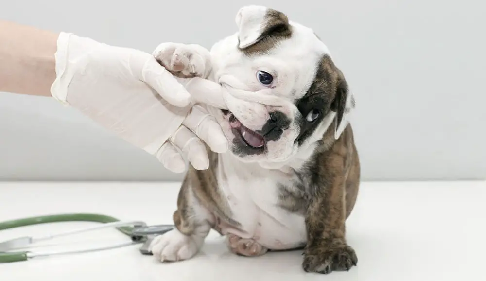 Biting might be cute when your puppy's teeth are tiny. But it won't seem cute when they're older so you need to know how to stop puppy biting.