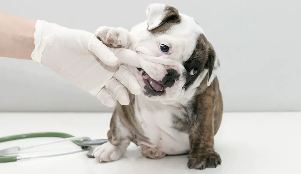 puppies stop biting teeth puppy