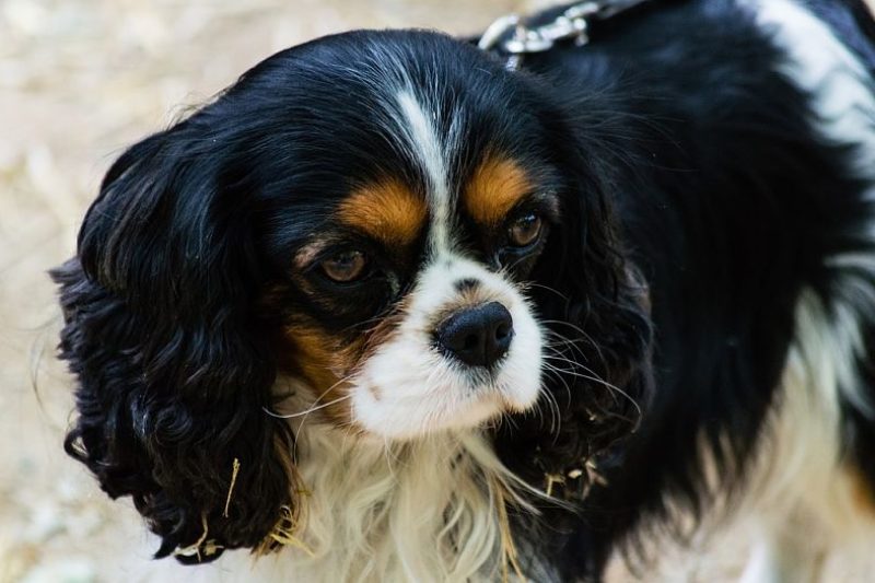 The Cavalier King Charles Spaniel dog breed