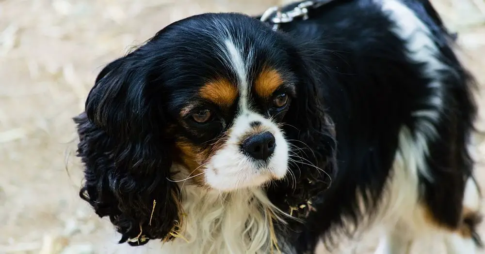 king charles black and white