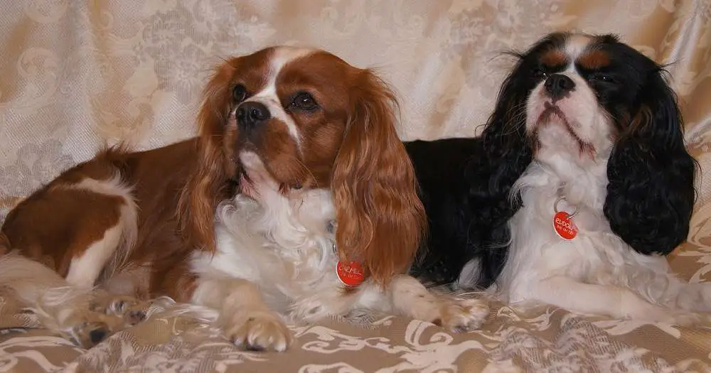 Cavalier King Charles Spaniel Shedding