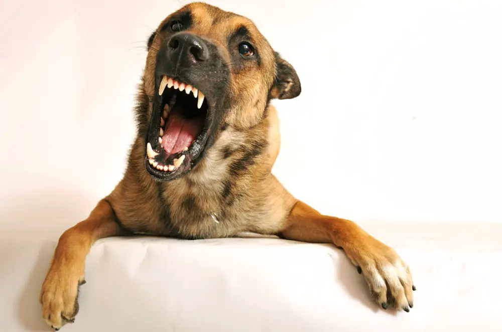 Most dog owners want their dogs to protect them which needs a certain level of dog aggression. It's vital this aggression is only seen at the right times.