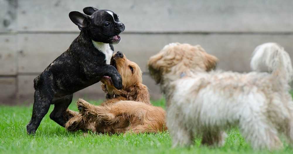 A good understanding of dog behavior will help you to understand why your dog does what he does. 